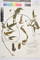 森氏鐵線蓮藏品圖，第1張