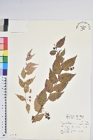 白珠樹藏品圖，第1張