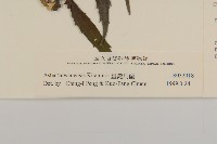 臺灣馬蘭藏品圖，第3張