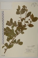 刺果衛矛藏品圖，第1張