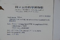 狹葉莢迷藏品圖，第2張