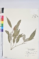狹葉椆藏品圖，第1張