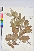 白背櫟藏品圖，第1張