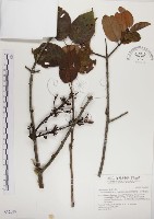 高氏桑寄生藏品圖，第1張