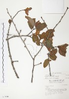 杜鵑桑寄生藏品圖，第1張