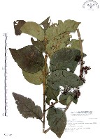 杜虹花，台灣紫珠藏品圖，第1張