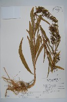 大本山梗菜藏品圖，第1張