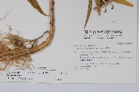 大本山梗菜藏品圖，第2張