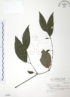 風藤藏品圖，第1張