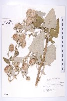 臺灣青木香藏品圖，第1張