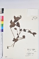 登錄號:S032069藏品圖，第1張