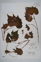 裂葉秋海棠藏品圖，第1張