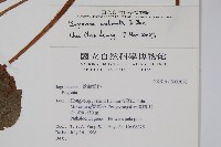 裂葉秋海棠藏品圖，第2張