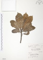 豬母乳、水同木藏品圖，第1張