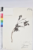 登錄號:S032098藏品圖，第1張