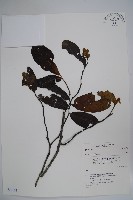 登錄號:S032101藏品圖，第1張