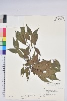 登錄號:S032107藏品圖，第1張