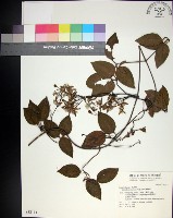 麥氏鐵線蓮藏品圖，第1張