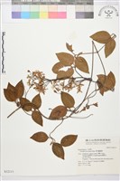 麥氏鐵線蓮藏品圖，第2張