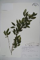 密毛假黃楊藏品圖，第1張