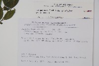 密毛假黃楊藏品圖，第2張