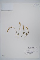 登錄號:S032135藏品圖，第1張