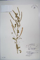 向天黃藏品圖，第1張