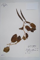 爬森藤藏品圖，第1張