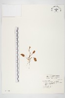 厚葉牽牛藏品圖，第1張