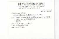 厚葉牽牛藏品圖，第2張