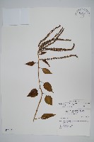 漿果莧、紐藤藏品圖，第1張