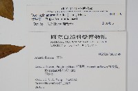 漿果莧、紐藤藏品圖，第2張