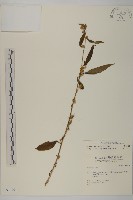 天名精藏品圖，第1張