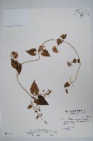 薄葉牛皮消藏品圖，第1張