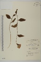 山白蘭藏品圖，第1張