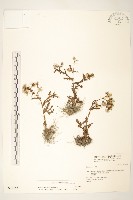 歐洲黃菀藏品圖，第1張