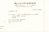 歐洲黃菀藏品圖，第2張