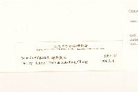 歐洲黃菀藏品圖，第3張