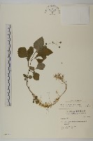 下田菊藏品圖，第1張