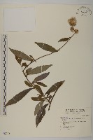 大頭艾納香藏品圖，第1張