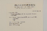 大頭艾納香藏品圖，第2張