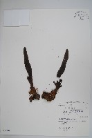 穗花蛇菰藏品圖，第1張