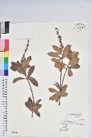 臺灣馬醉木藏品圖，第1張