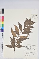 珍珠花、長尾葉越橘藏品圖，第1張