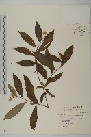 大頭艾納香藏品圖，第1張