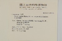 大頭艾納香藏品圖，第2張