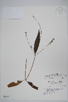 柳葉牛膝藏品圖，第1張