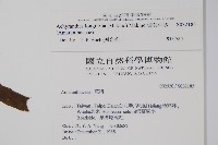 柳葉牛膝藏品圖，第2張