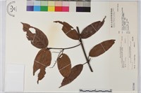 巒大雀梅藤藏品圖，第1張