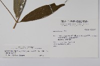 柳葉牛膝藏品圖，第2張